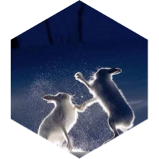 challenge badge