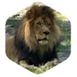 challenge badge
