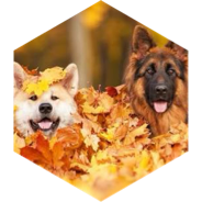 challenge badge