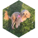 challenge badge
