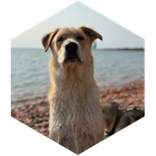 challenge badge