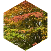 challenge badge