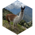 challenge badge