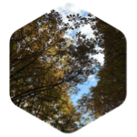 challenge badge