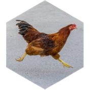challenge badge