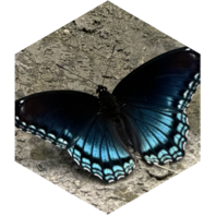 challenge badge