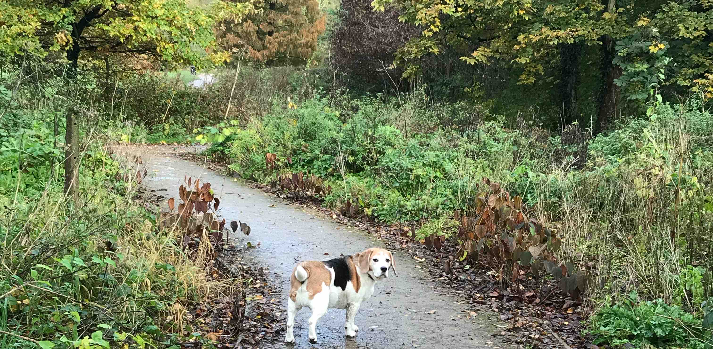 steps for success banner