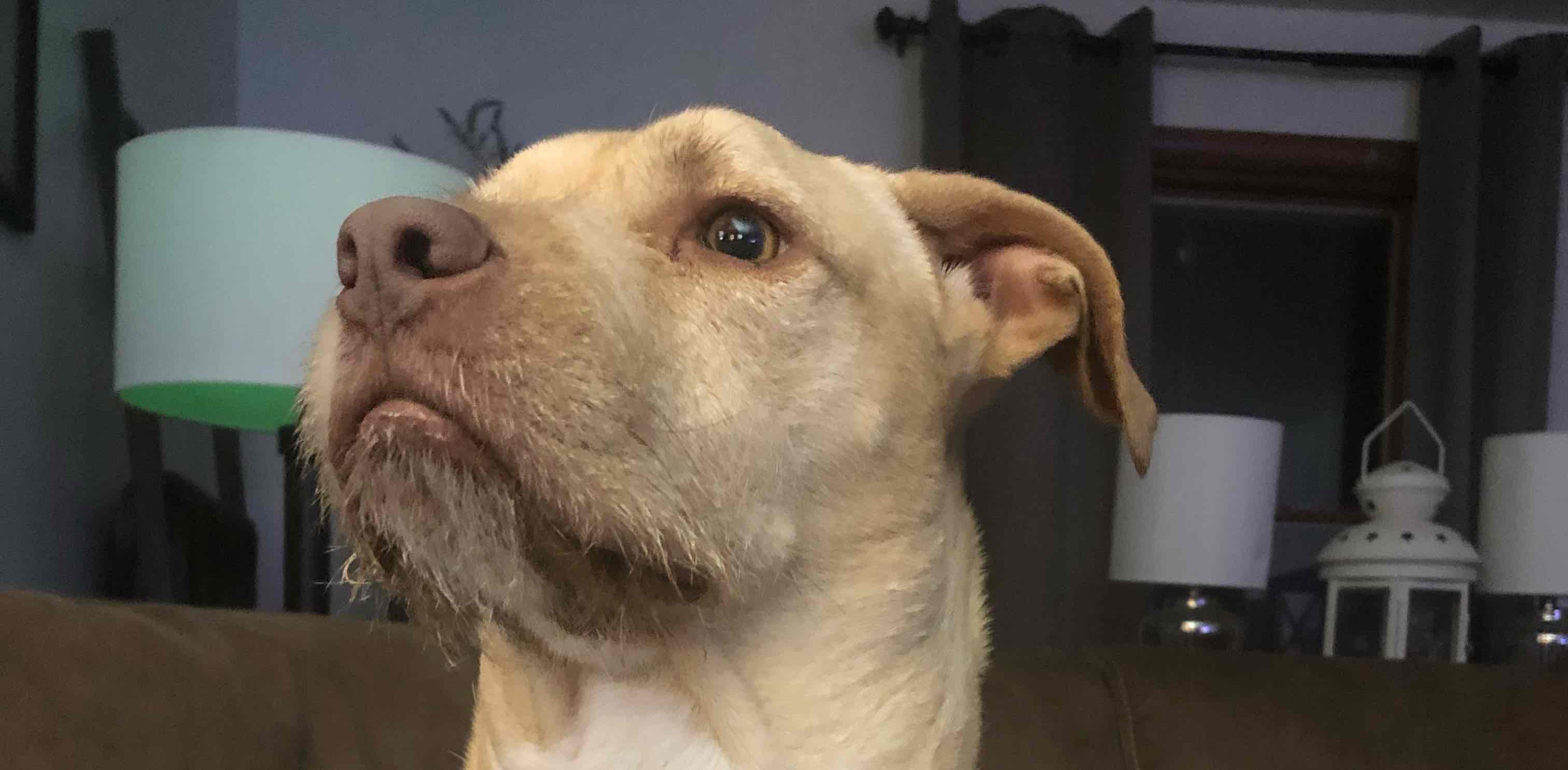 walking maniacs banner