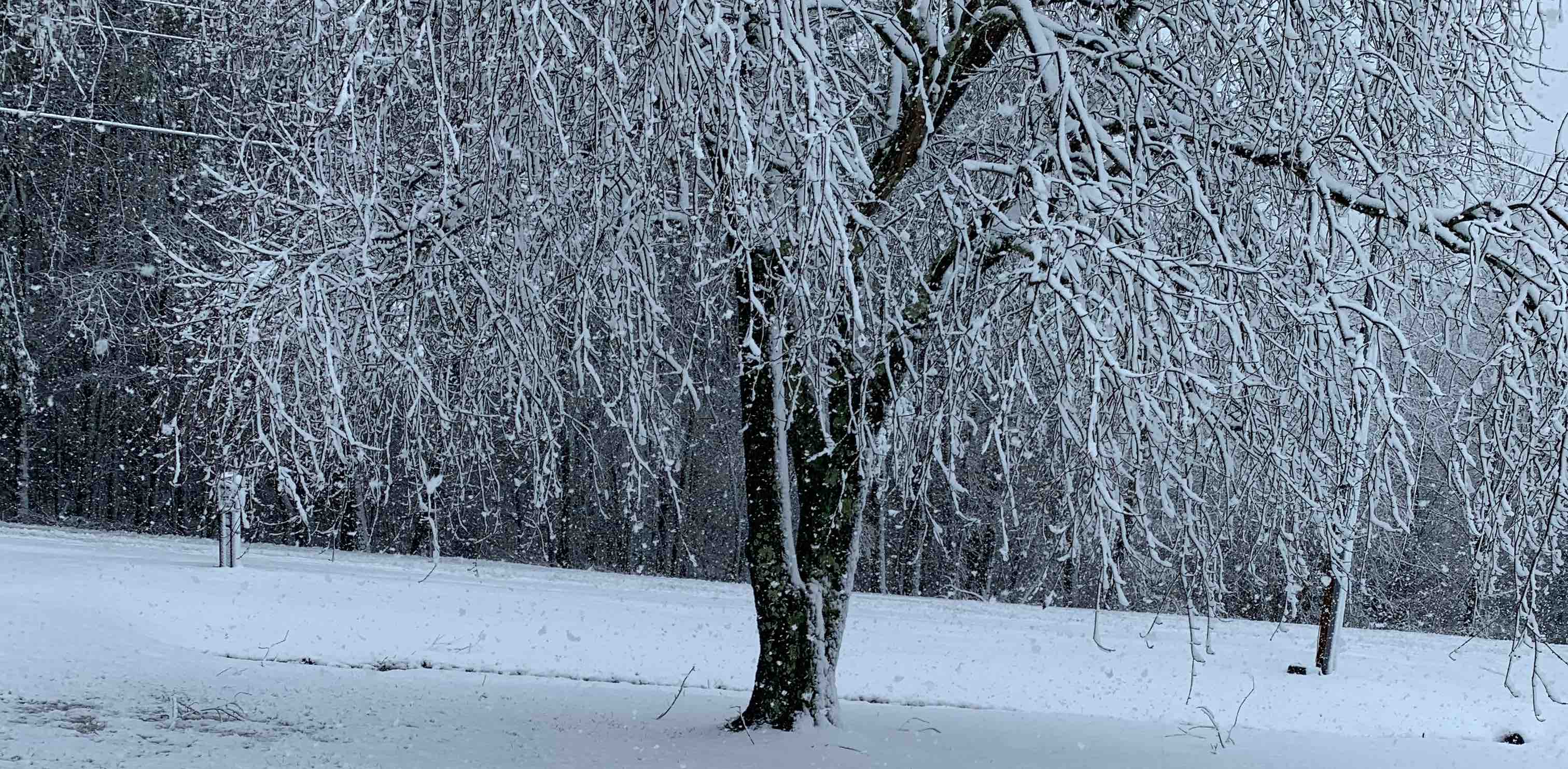 Sip & Step ‘24 banner