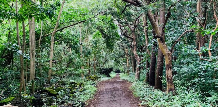 Daily steps challenge banner