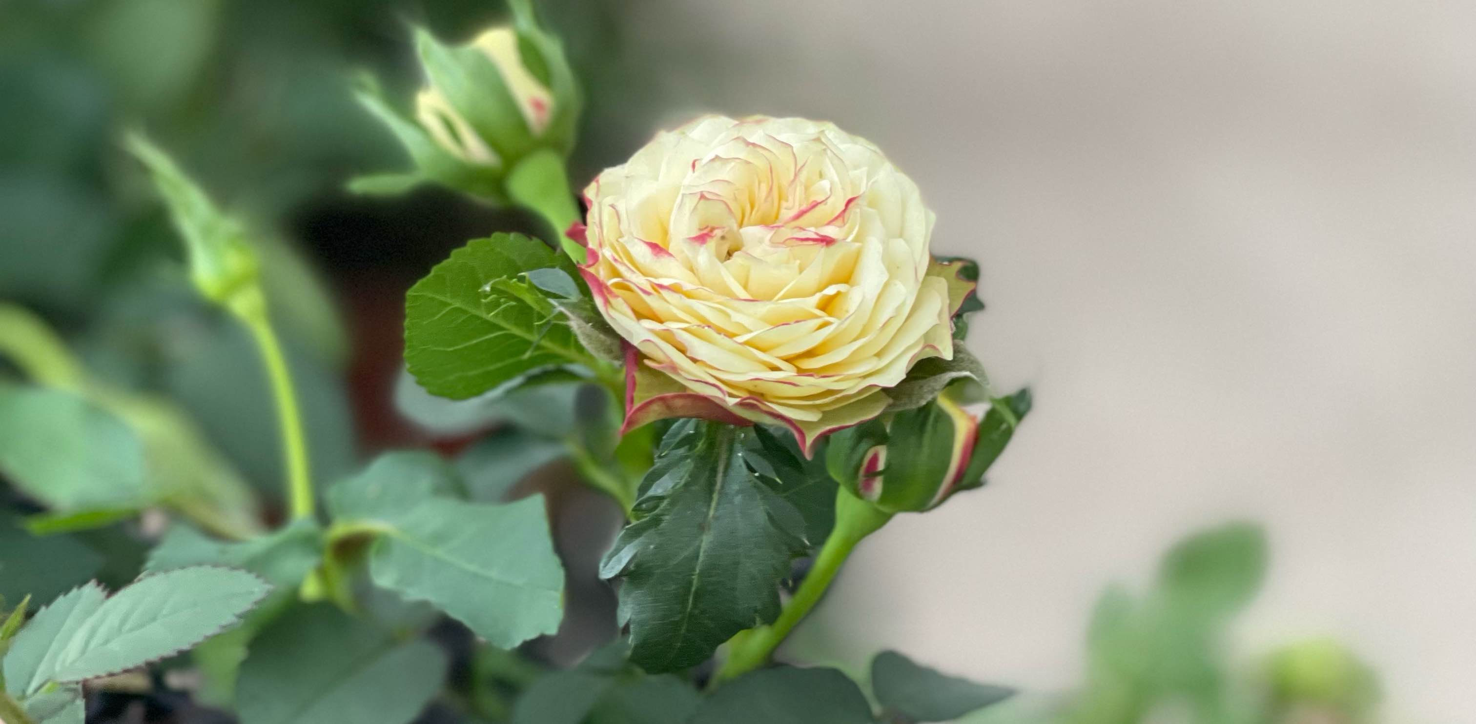 Let’s Do It banner