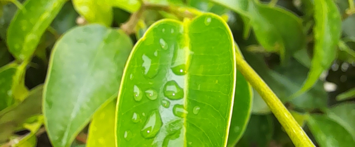 Lahore's walk Group banner