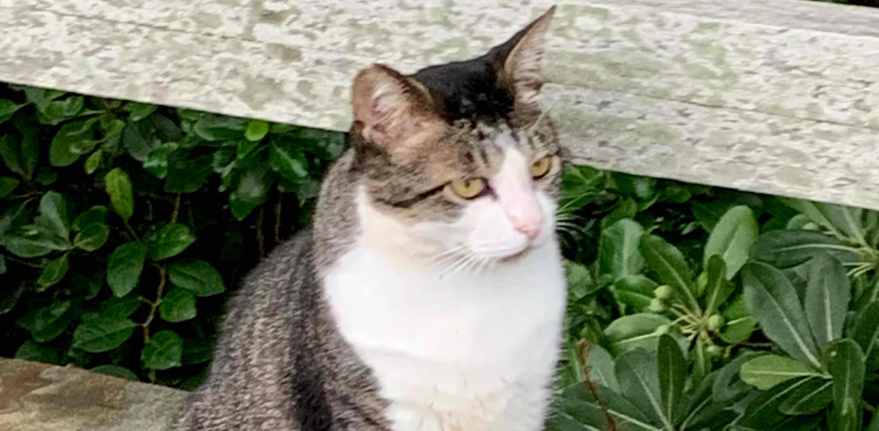 散歩中に出会った動物の写真を投稿するグループ banner