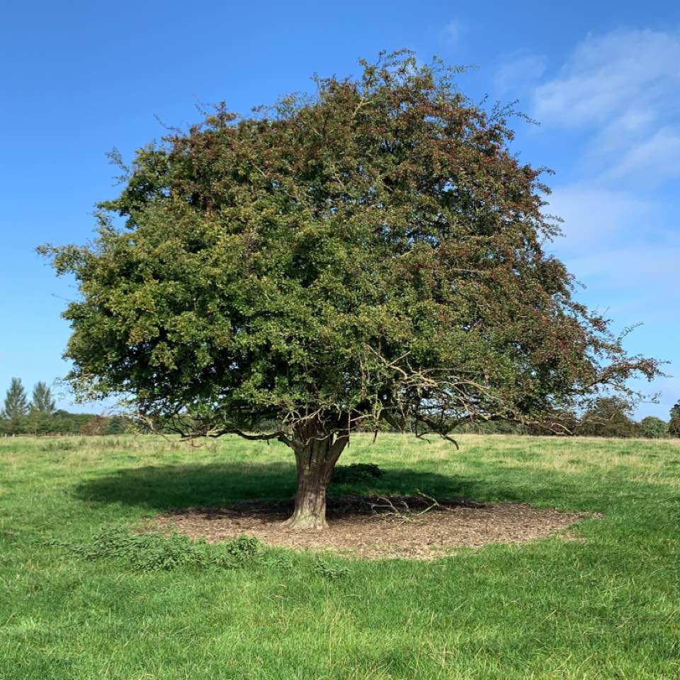 County Antrim Cannabis Club logo