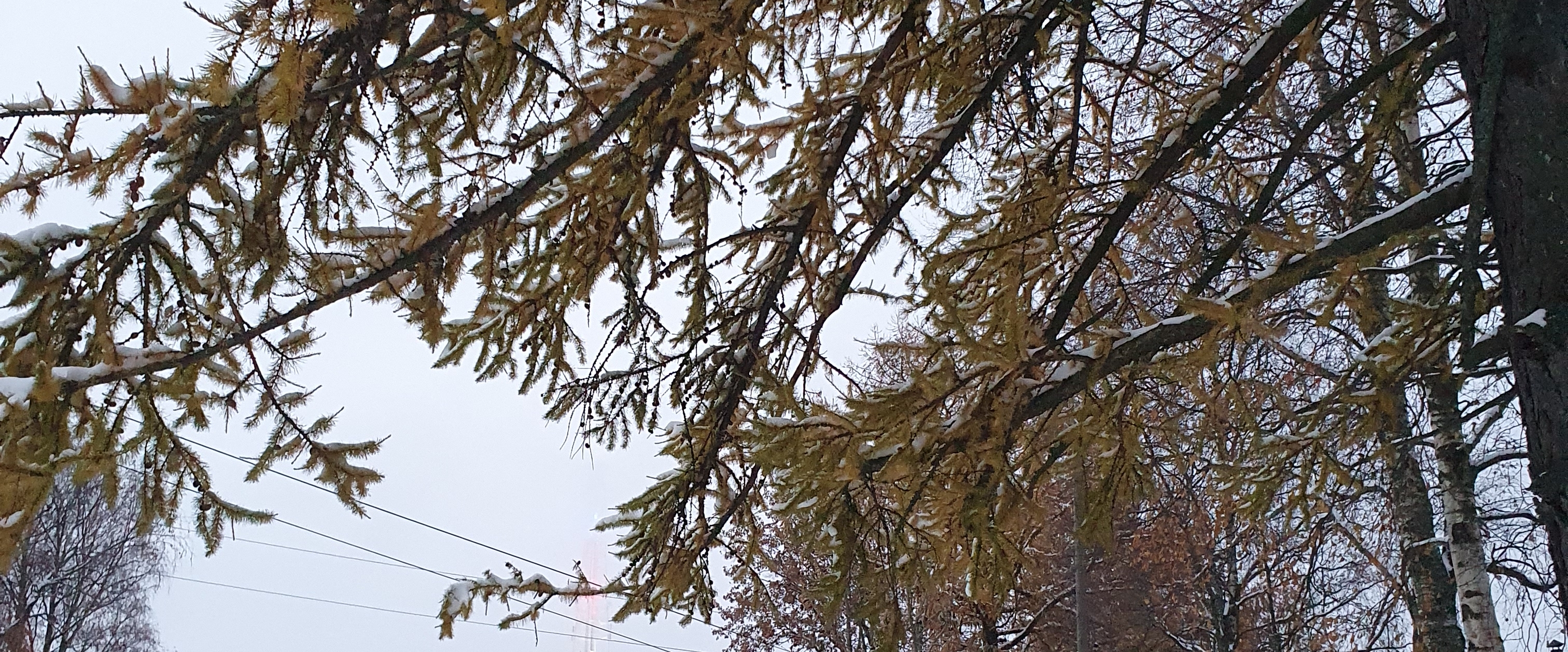 Круг  семьи) banner