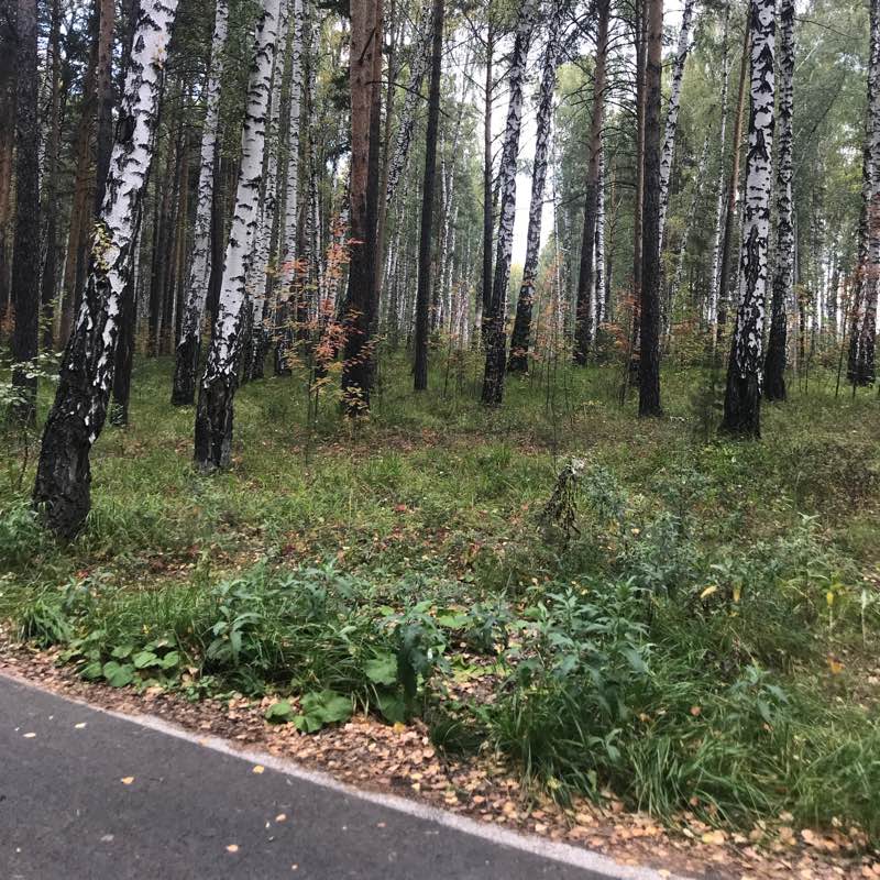 Скандинавская ходьба logo