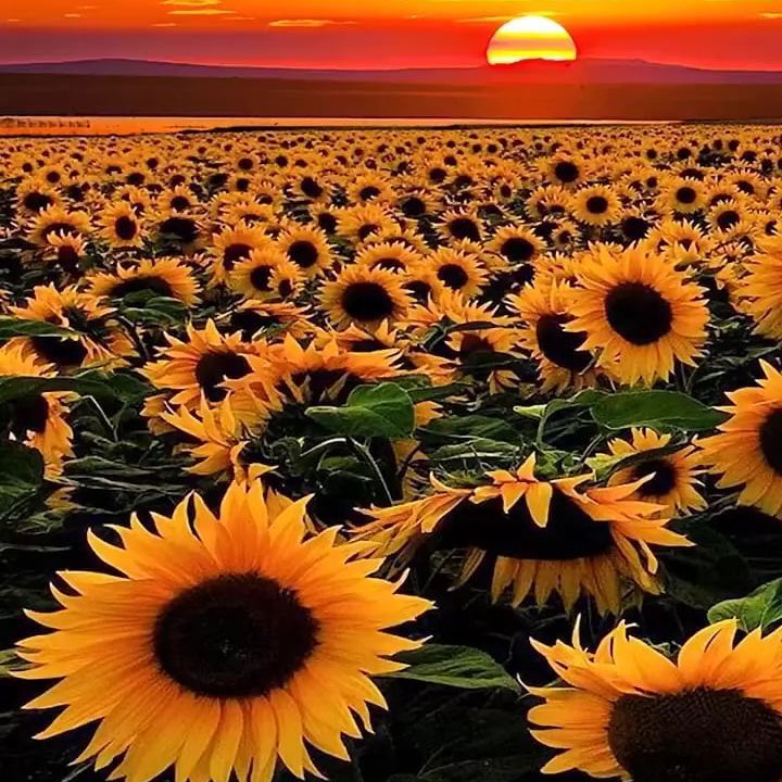 Heart & Sole 💜 logo