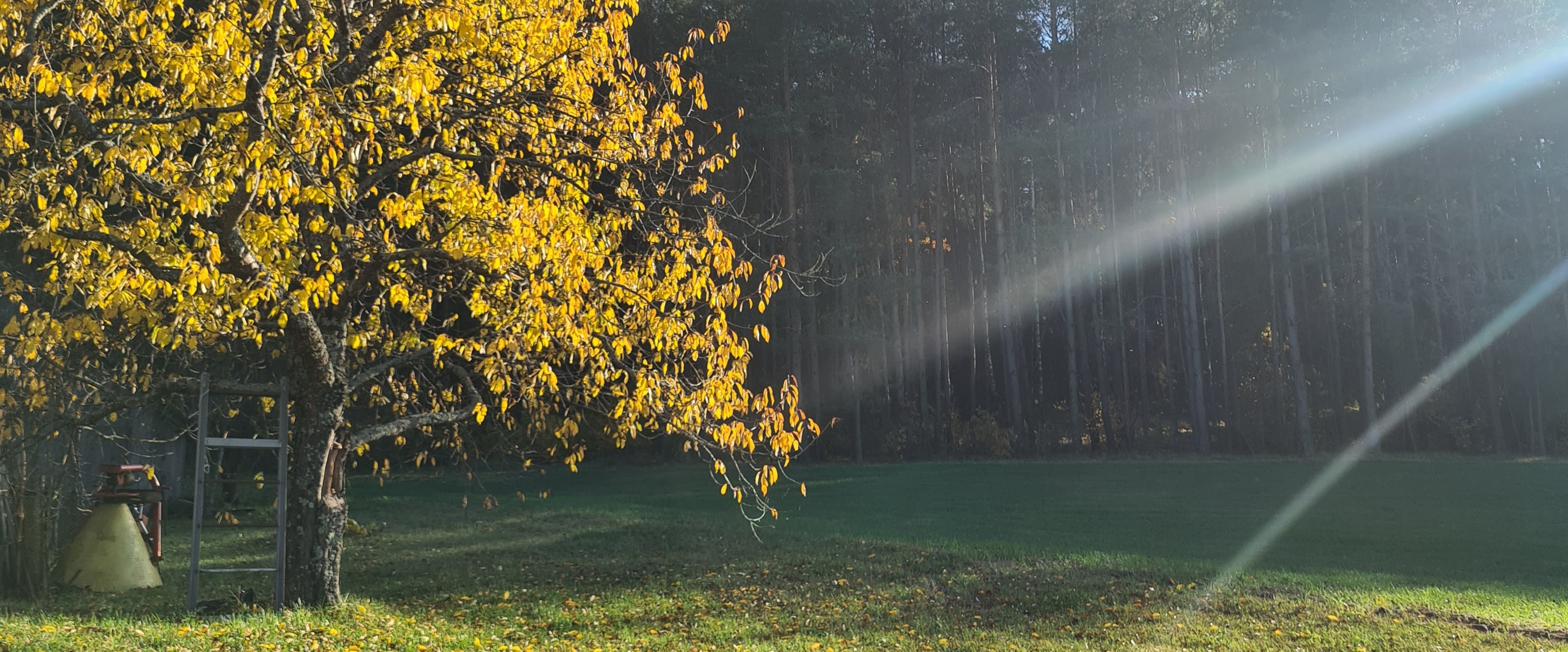 Language Club banner