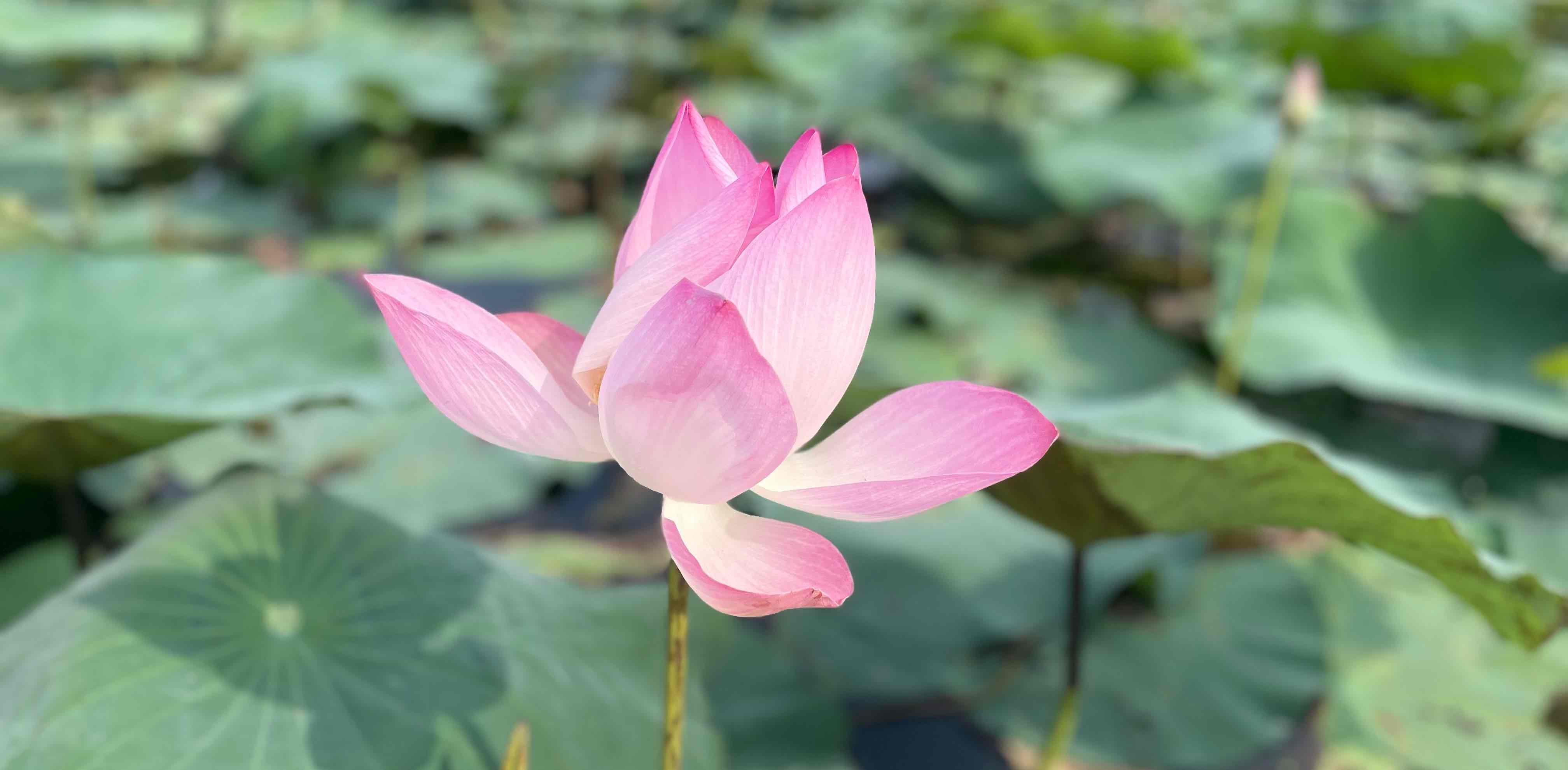 Khoẻ- Trẻ- Đẹp banner