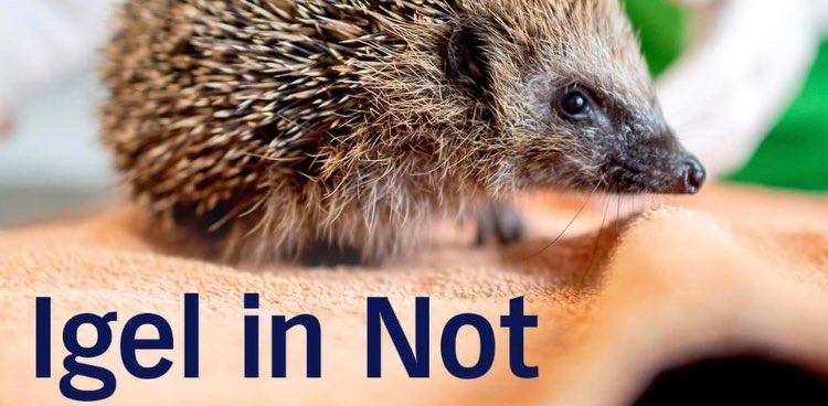 Die Igel 🦔 - Freunde 🦔🥰🦔 banner