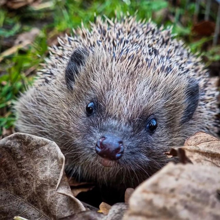 Die Igel 🦔 - Freunde 🦔🥰🦔 logo