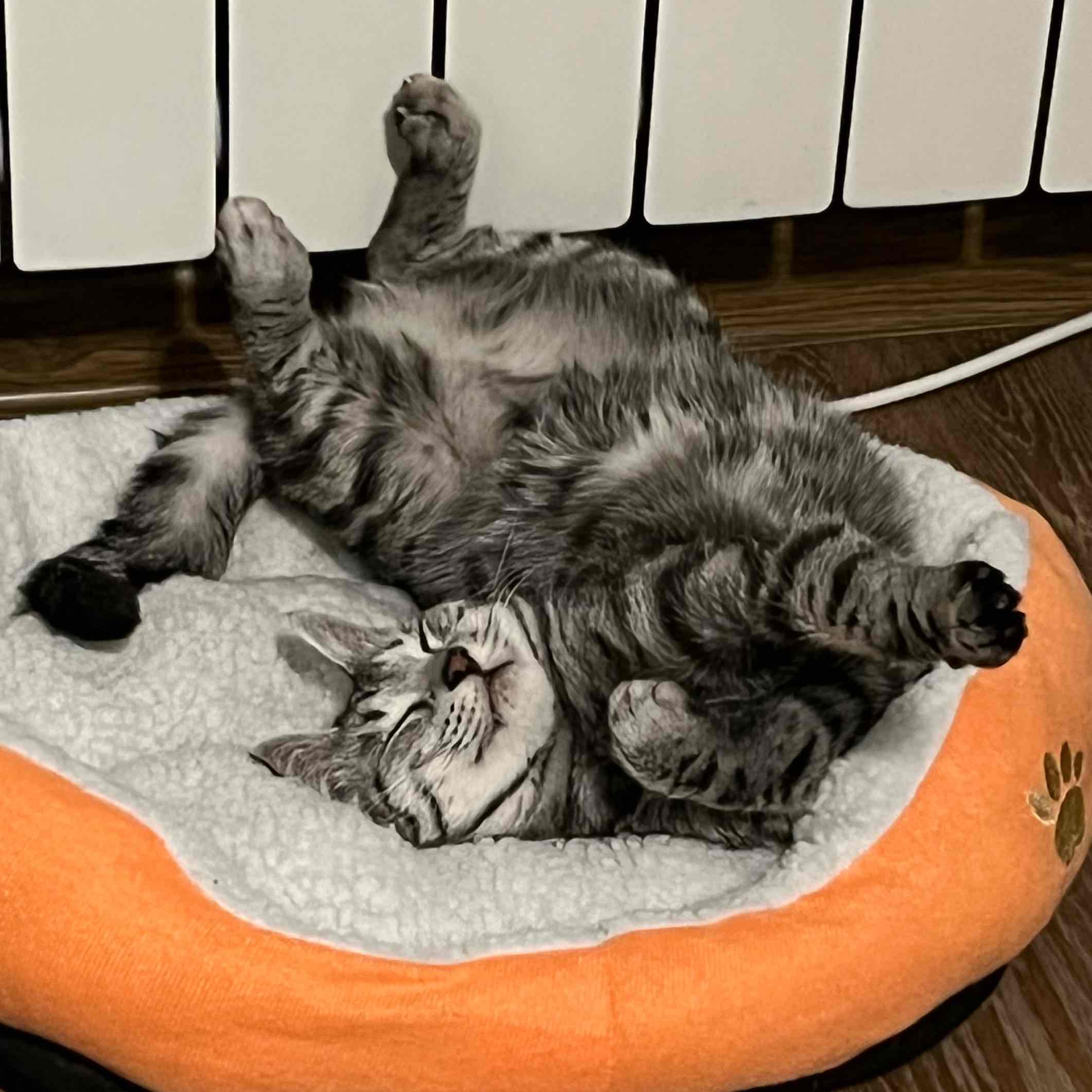 Кочевники logo