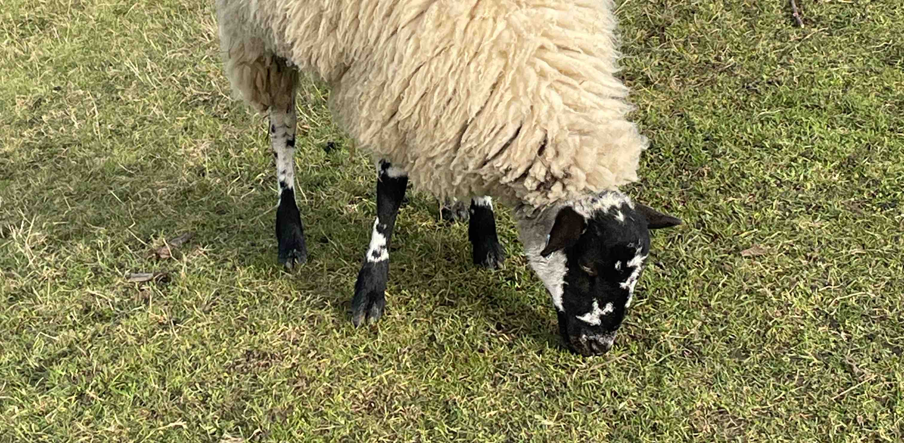 Step Count Akash, Nitz, Sakshi banner