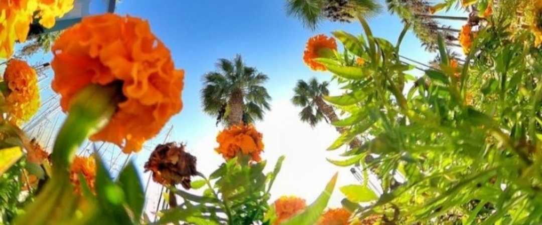 walk and have a blast 💯 banner