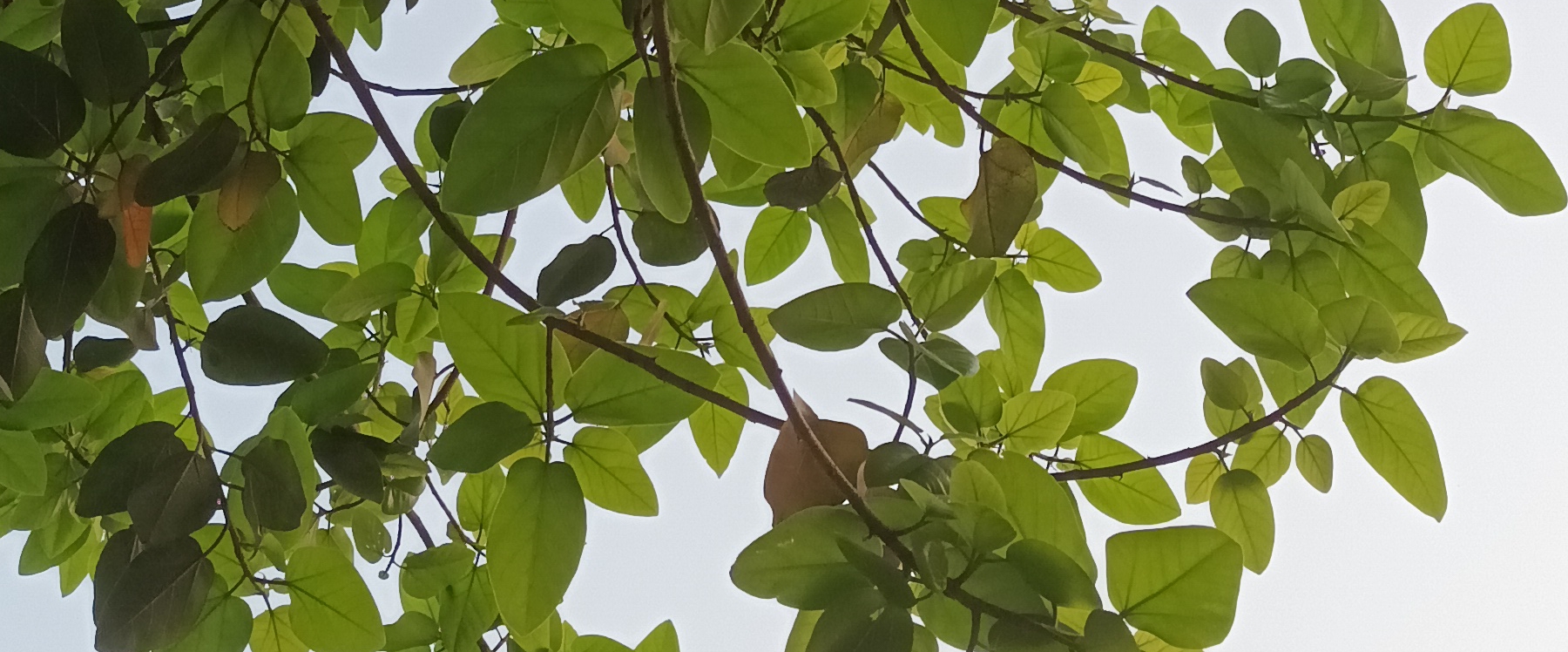 Nature's Walk banner