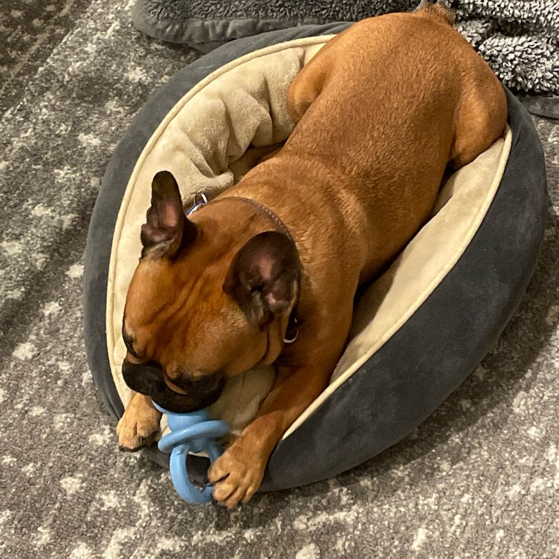 Corona Queens 👣 logo