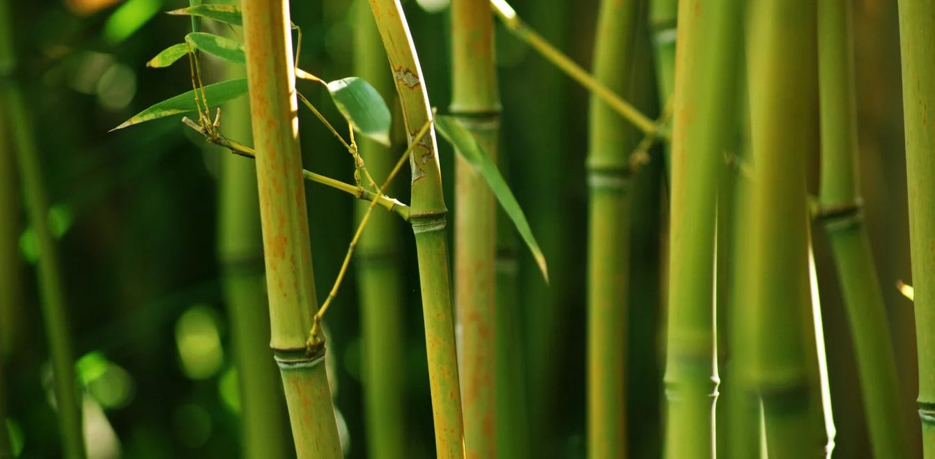 Yet another thousand steps banner