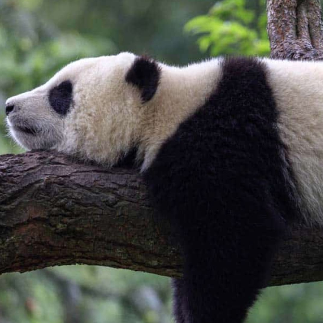 Yet another thousand steps logo