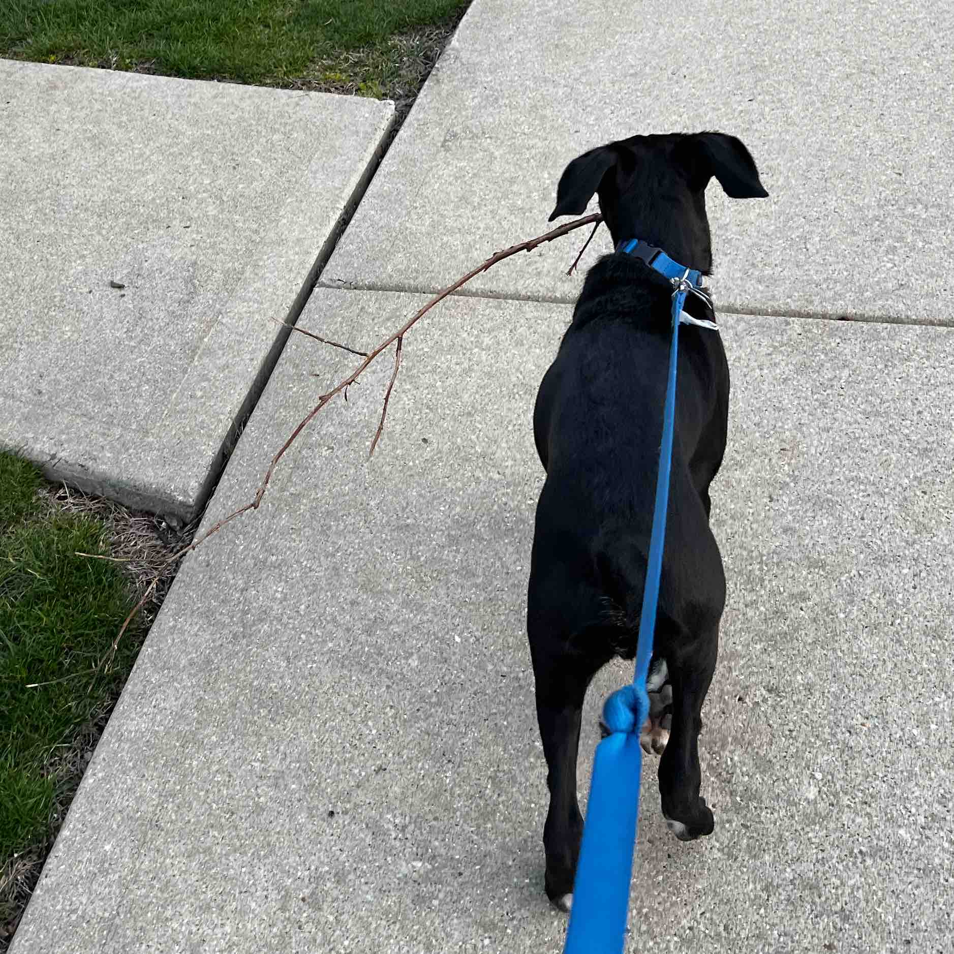 Pedcor Step Challenge logo