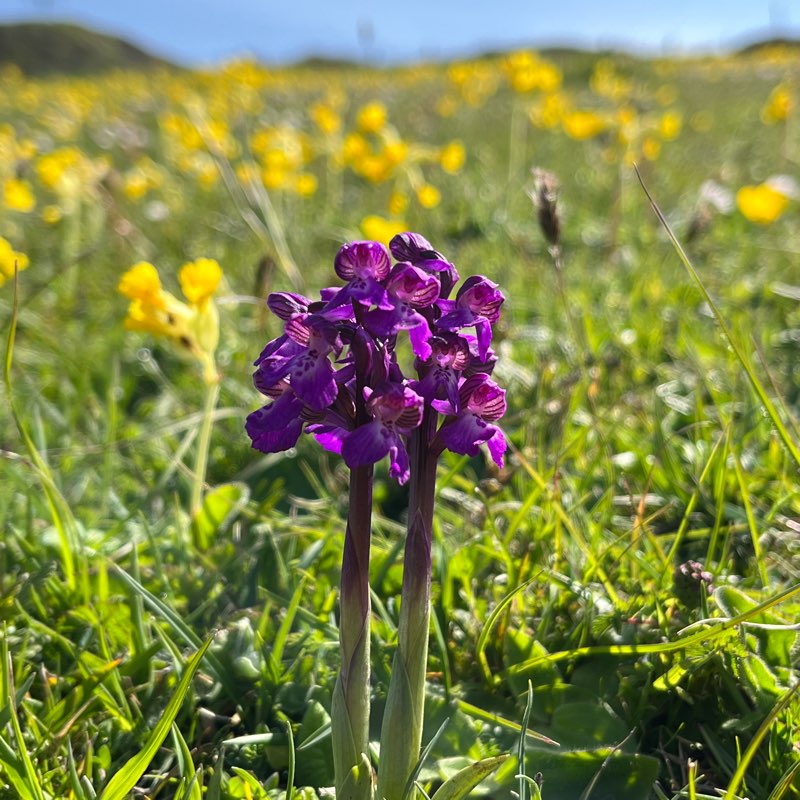 Wildlife Walkers logo