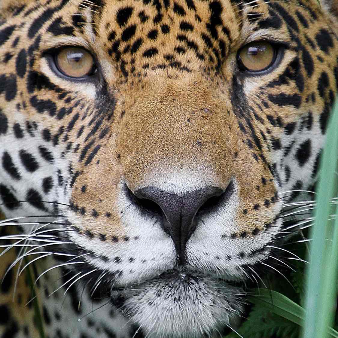 Accru Harris Orchard Challenge logo