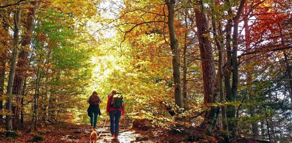 C&B Americas Walk 1m steps banner