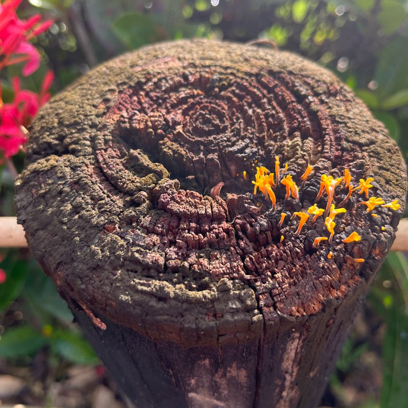 Walkers never fail logo