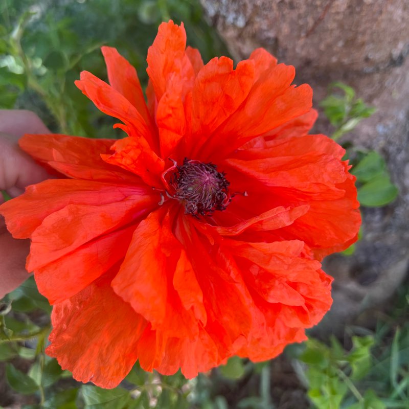 шагающие logo