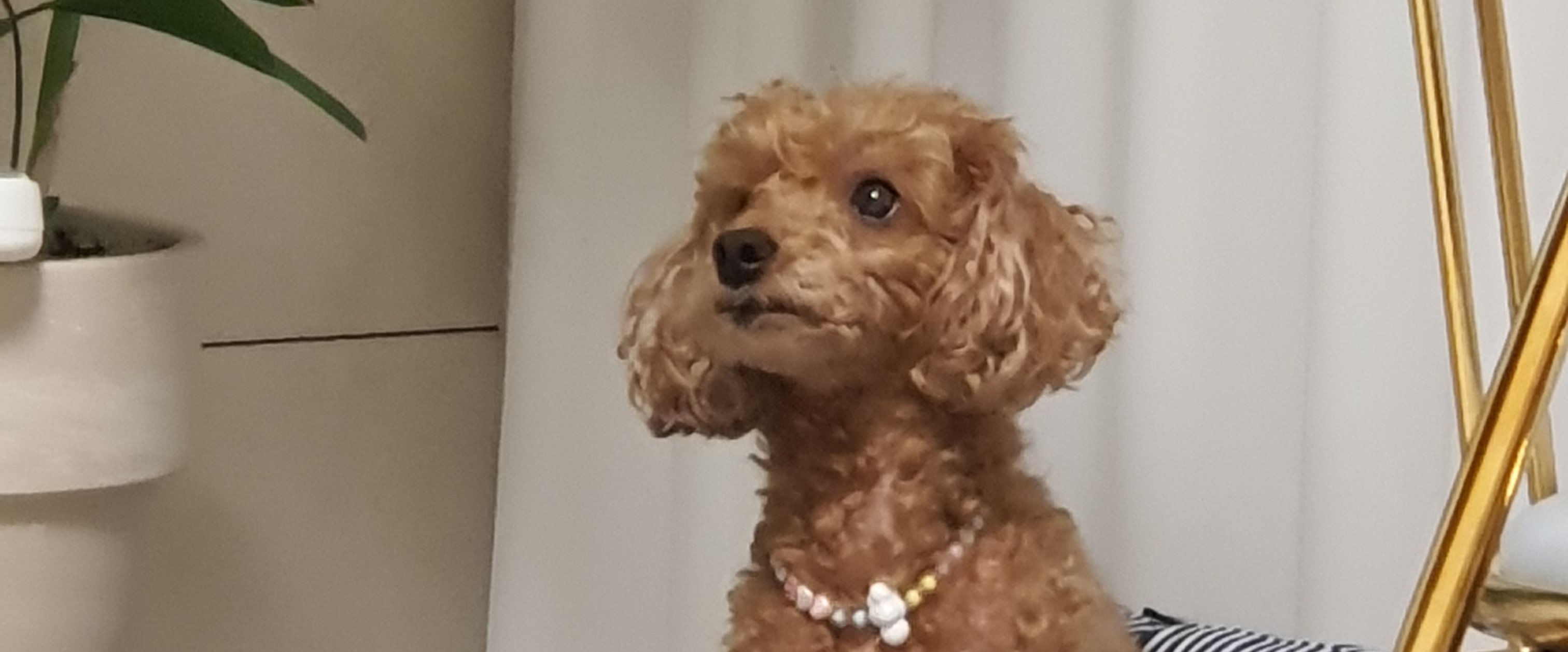 매하영/International O.G.'s banner