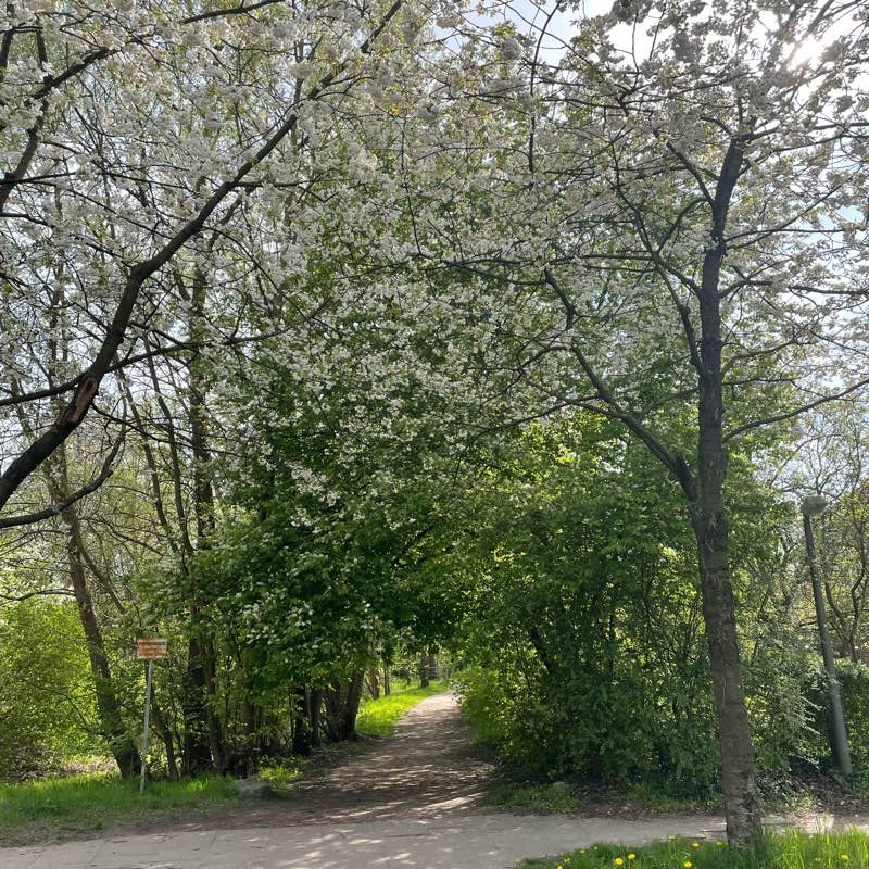 Walk Walk Walk … logo