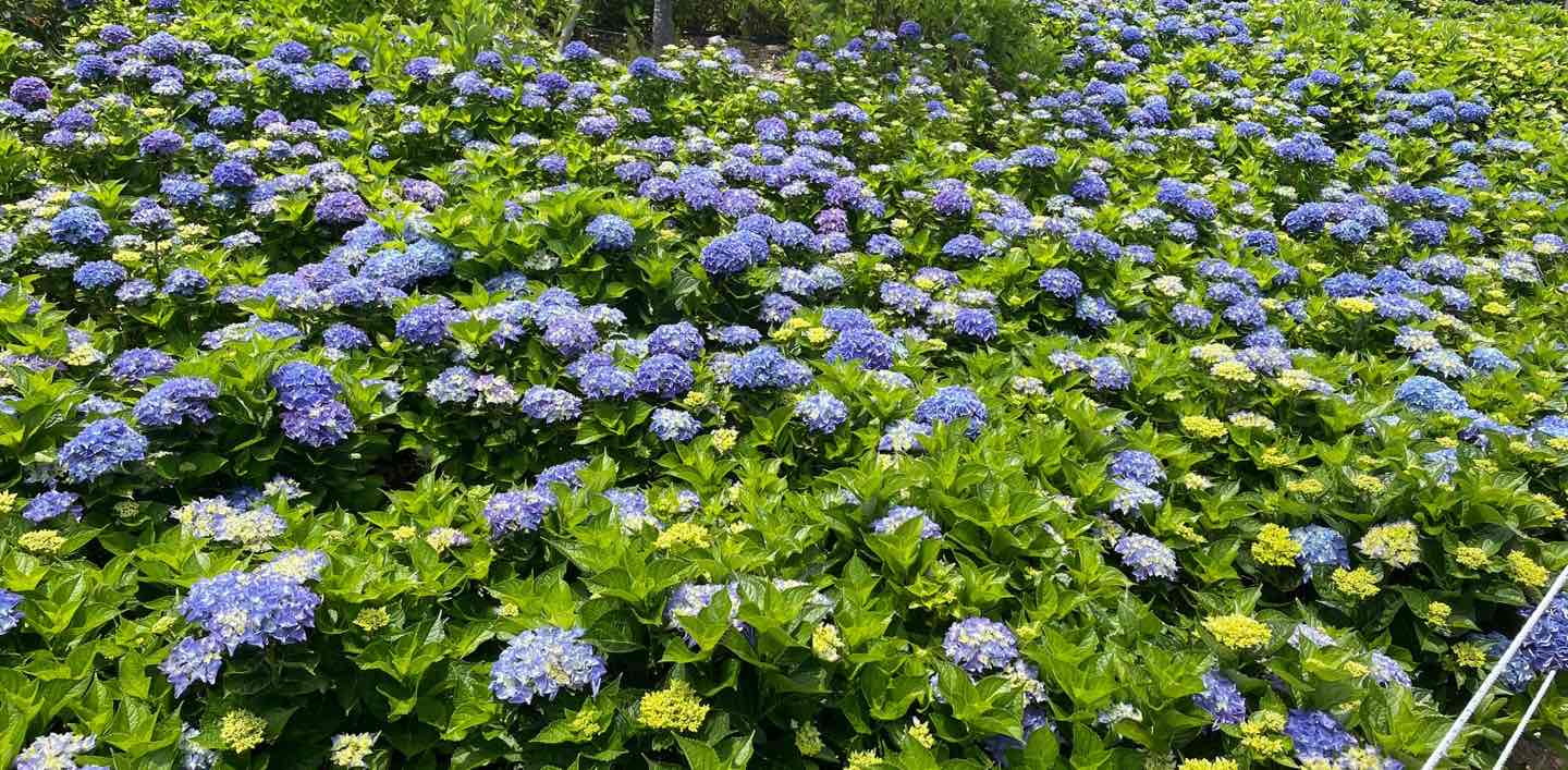 ๋ธ๋ ์ค์ ๊ฑท๊ธฐ๋ฐฉ:)) banner