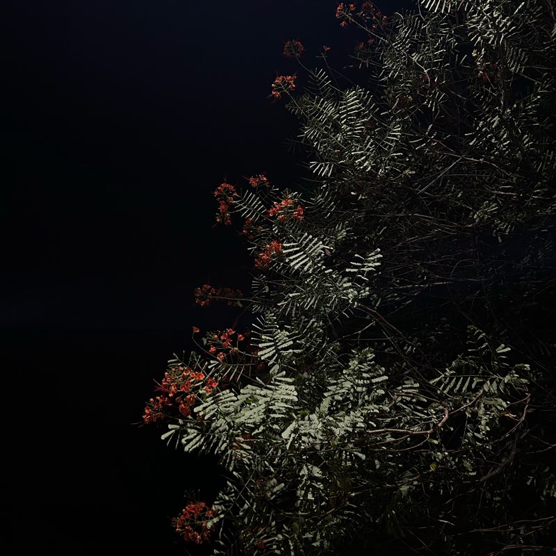 akaz, Sakz, Nitz logo