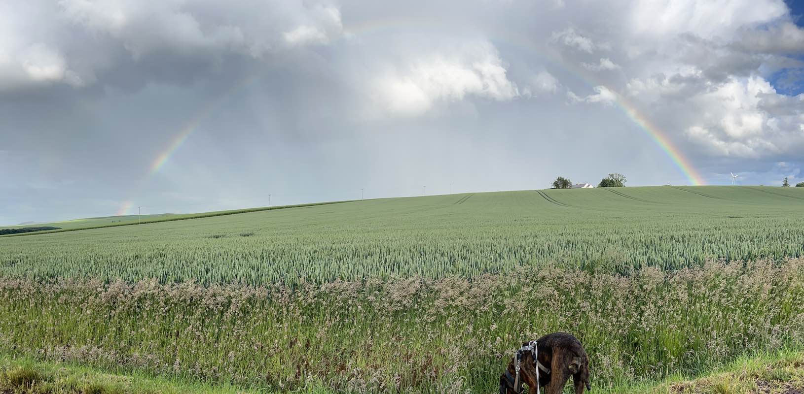 aberdeenshire walkers 😁🙋🏼‍♀️ banner