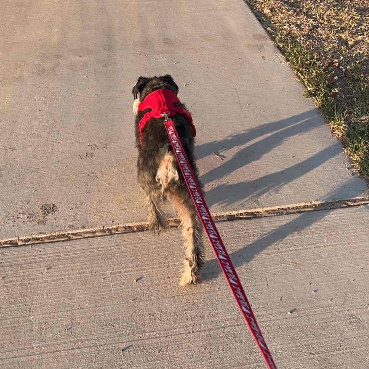 Walking with your dog logo