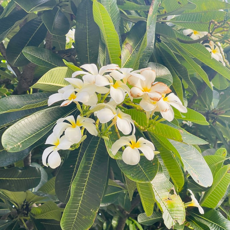 ครอบครัวแมว เดินแล้วเดินอีก logo