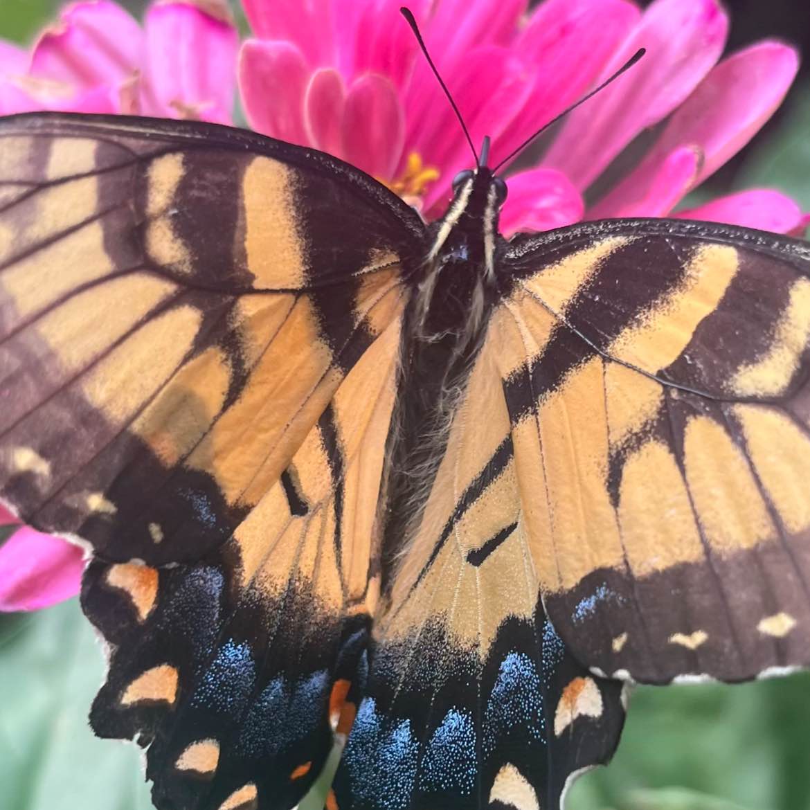 Jill’s Trekkers logo