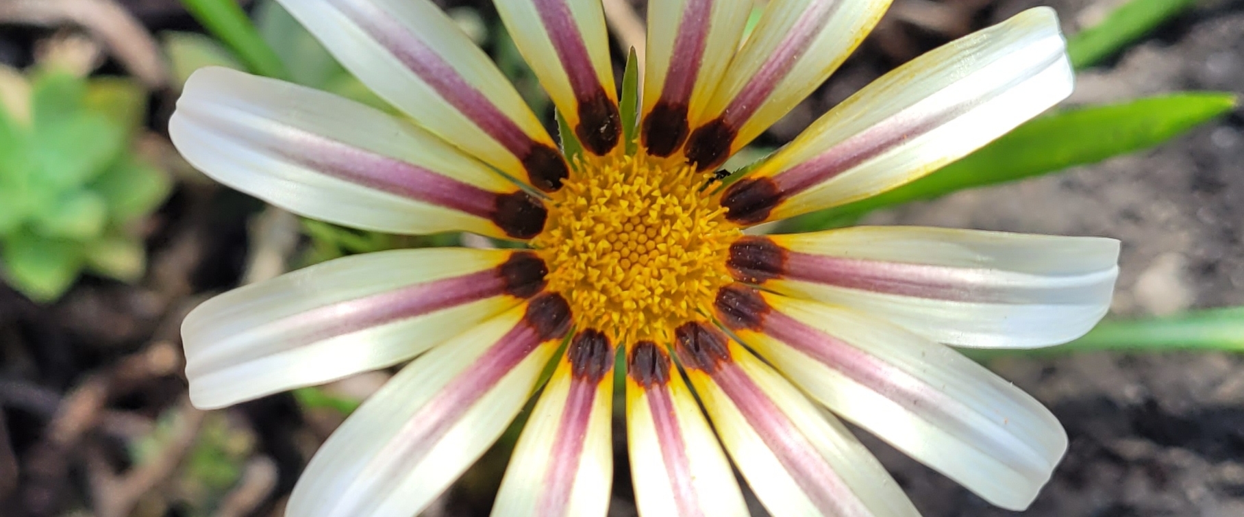 groupe marche à  Sauvian banner