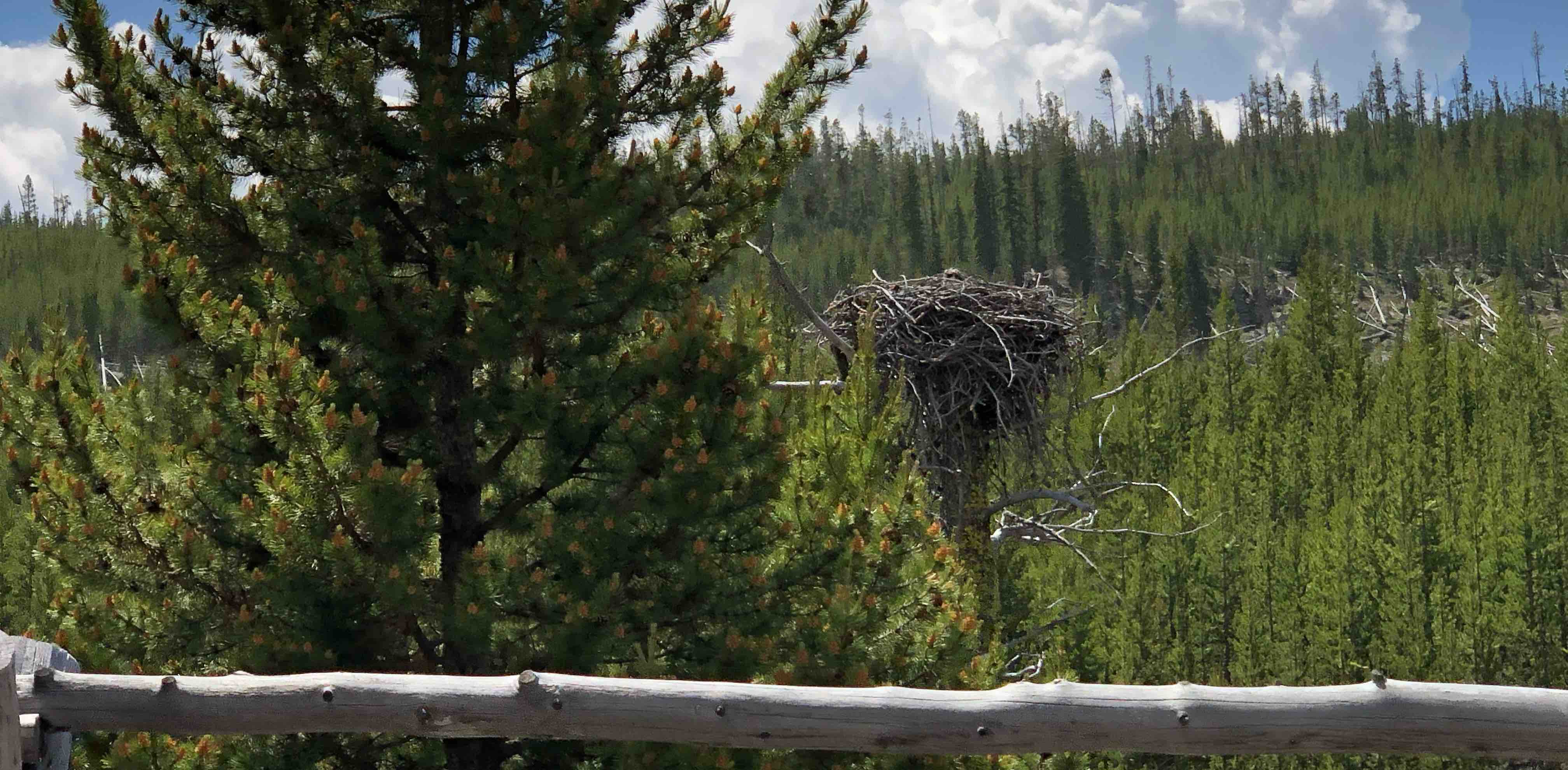 Healthy Living banner