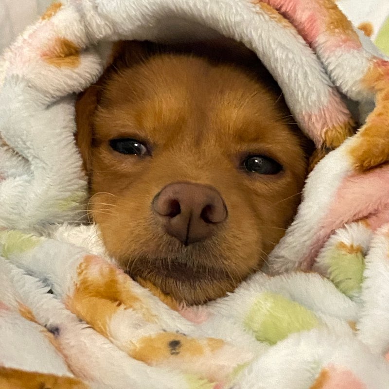 Harjot’s group logo