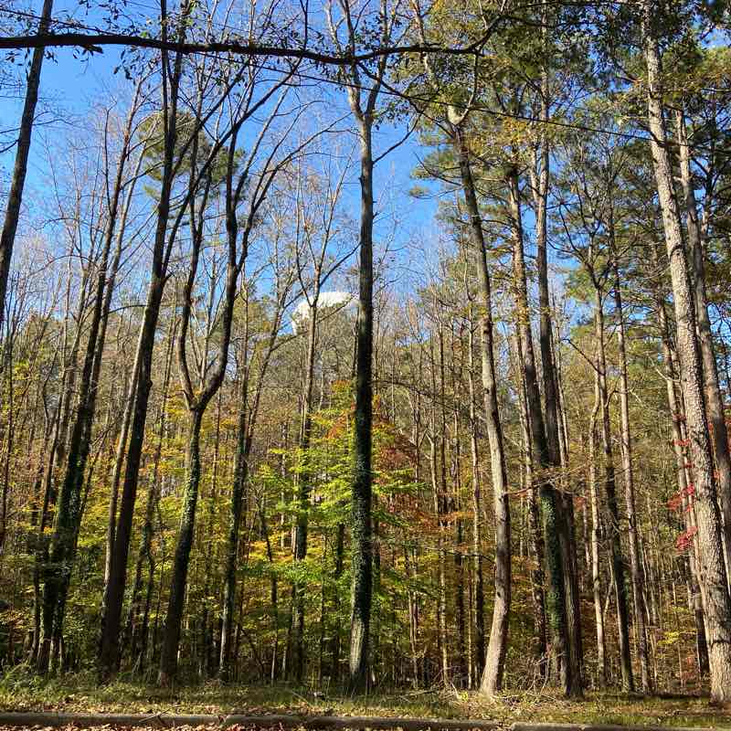 Weight Strippers logo